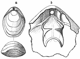 Fig. 542.