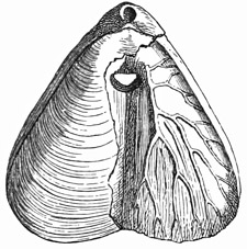 Fig. 543.