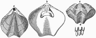 Fig. 544.