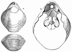 Fig. 547.