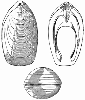 Fig. 549.