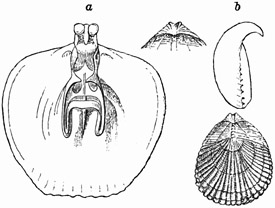 Fig. 552.