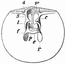 Fig. 555.
