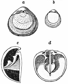 Fig. 556.