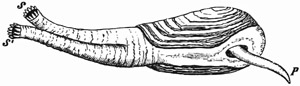 Fig. 558.