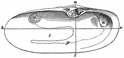 Fig. 559.
