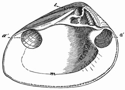Fig. 560.