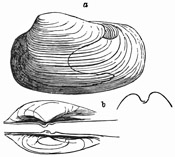 Fig. 565.