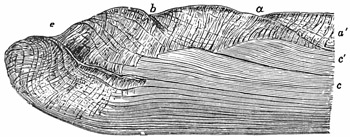 Fig. 566.