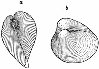 Fig. 567.