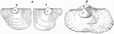 Fig. 568.