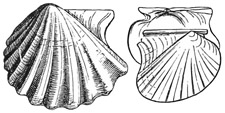 Fig. 572.