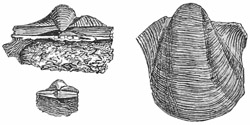 Fig. 575.
