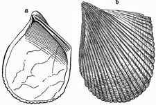 Fig. 580.