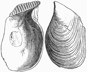 Fig. 585.