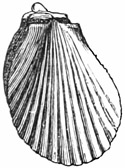 Fig. 590.