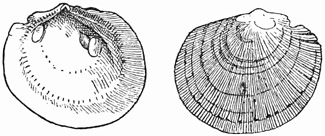 Fig. 604.