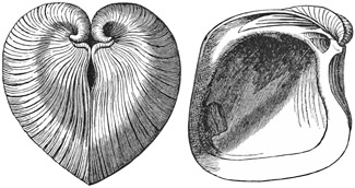 Fig. 618.