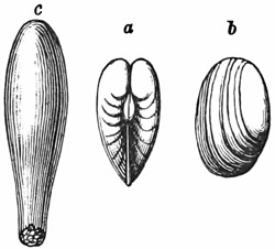 Fig. 620.