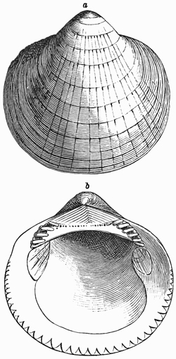 Fig. 632.