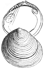 Fig. 633.