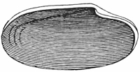Fig. 636.