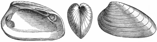 Fig. 638.