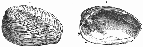 Fig. 639.