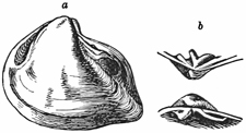 Fig. 640.