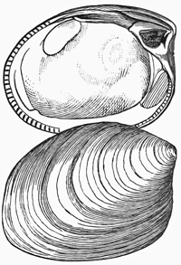 Fig. 651.