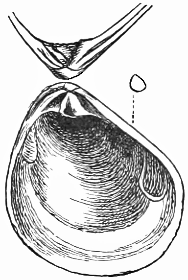 Fig. 653.