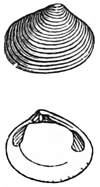 Fig. 656.