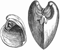Fig. 658.