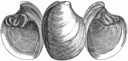 Fig. 659.