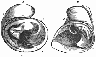 Fig. 663.