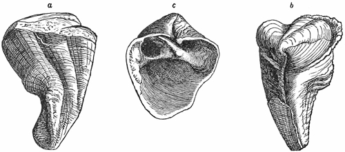 Fig. 665.