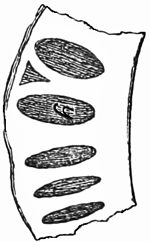 Fig. 670.