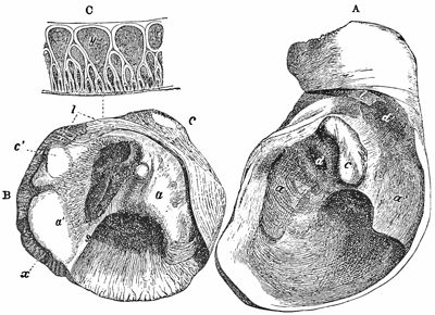 Fig. 672.