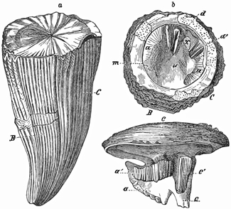 Fig. 675.
