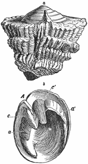 Fig. 676.
