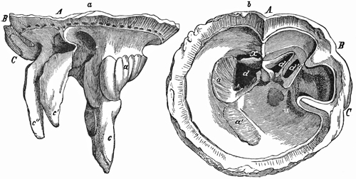 Fig. 682.