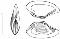 Fig. 686.