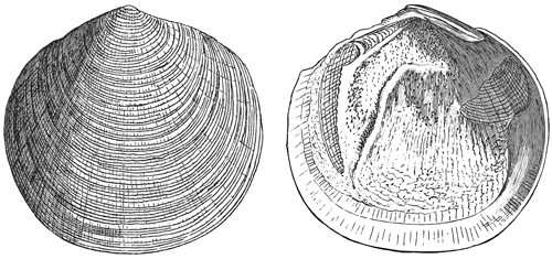 Fig. 694.