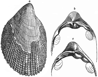 Fig. 700.
