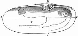 Fig. 729.