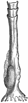 Fig. 751.