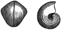 Fig. 770.