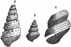 Fig. 779.