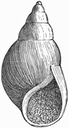 Fig. 790.