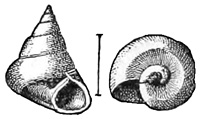 Fig. 808.